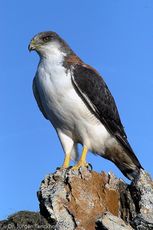 Rotrückenbussard (17 von 19).jpg